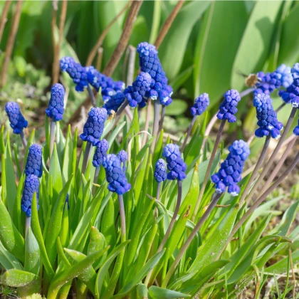 Modřenec širokolistý - Muscari latifolium - cibule modřence - 5 ks