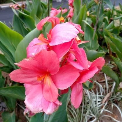 Dosna růžová La Boheme - Canna - hlízy dosny - 1 ks