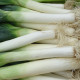 Pór zimní Carentan - Allium porrum - semena póru - 200 ks