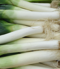 Pór zimní Carentan - Allium porrum - semena póru - 200 ks