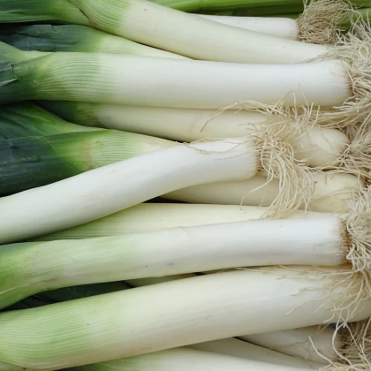 Pór zimní Carentan - Allium porrum - semena póru - 200 ks