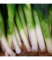 Pór zimní D´Elbeuf - Allium porrum - semena póru - 200 ks