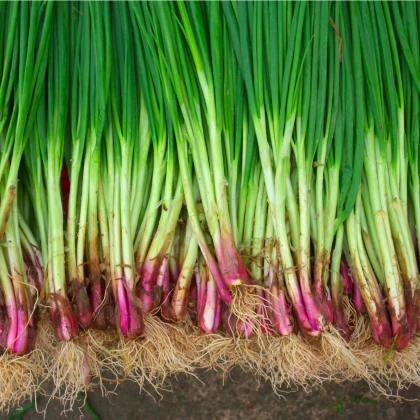 Cibule sečka Welsh červená - Allium fistulosum L. - semena cibule - 400 ks