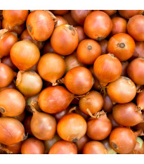 BIO Cibule jarní žlutá - Allium cepa - bio semena cibule - 500 ks