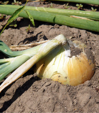 Cibule žlutá Zittauer - Allium cepa - semena cibule - 270 ks