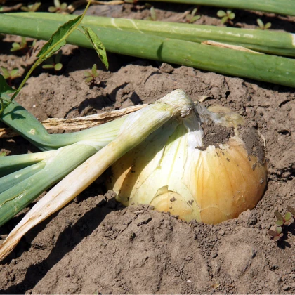 Cibule žlutá Zittauer - Allium cepa - semena cibule - 270 ks