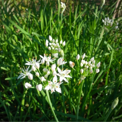 Pažitka čínská Neko - Allium tuberosum - semena pažitky - 20 ks