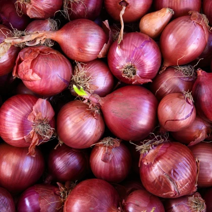 Cibule Červený baron / Red Baron - Allium cepa L. - semena - 0,5 g