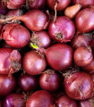 Cibule Červený baron / Red Baron - Allium cepa L. - semena - 0,5 g