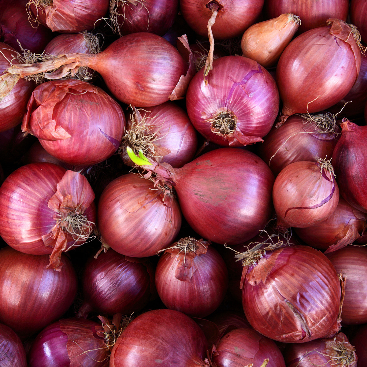 Cibule Červený baron / Red Baron - Allium cepa L. - semena - 0,5 g
