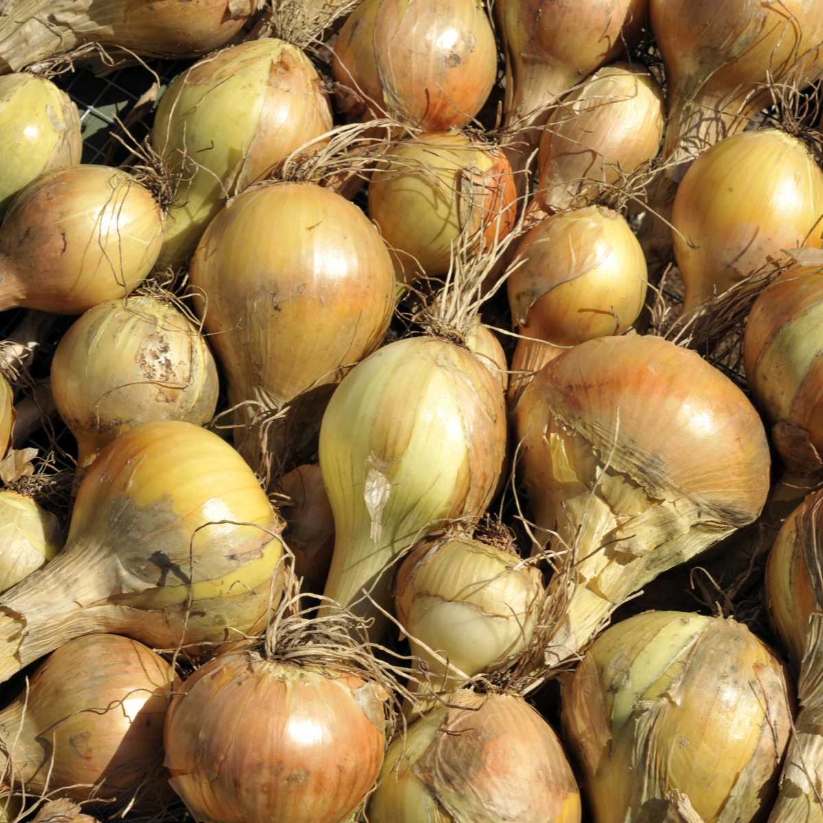 Cibule kuchyňská Sturon - Allium cepa - semena  - 250 ks