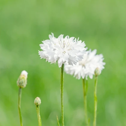 Chrpa luční bílá - Centaurea cyanus - semena chrpy - 45 ks