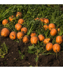 Mrkev kulatá k rychlení Pariser Markt - Daucus carota - semena mrkve - 500 ks
