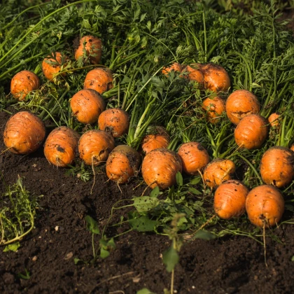 Pariser Markt 4 kerek gyorsító sárgarépa - Daucus carota - sárgarépa magok - 500 db