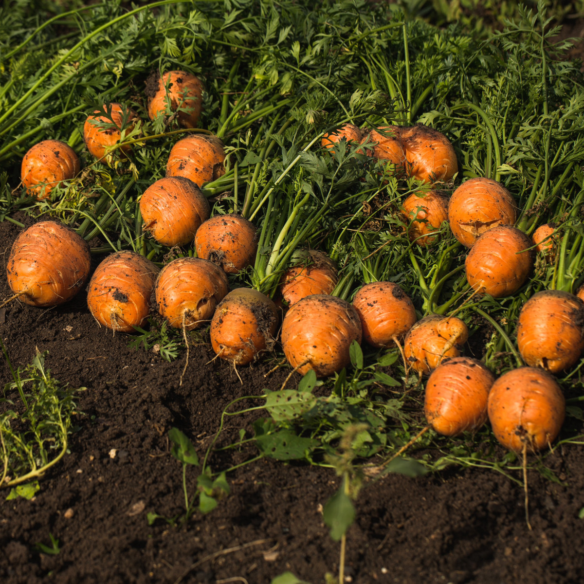 Pariser Markt 4 kerek gyorsító sárgarépa - Daucus carota - sárgarépa magok - 500 db