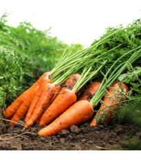 Mrkev pozdní Maxima F1 - Daucus carota - semena mrkve - 900 ks