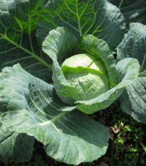 Zelí hlávkové pozdní Holt - Brassica oleracea - semena zelí - 200 ks