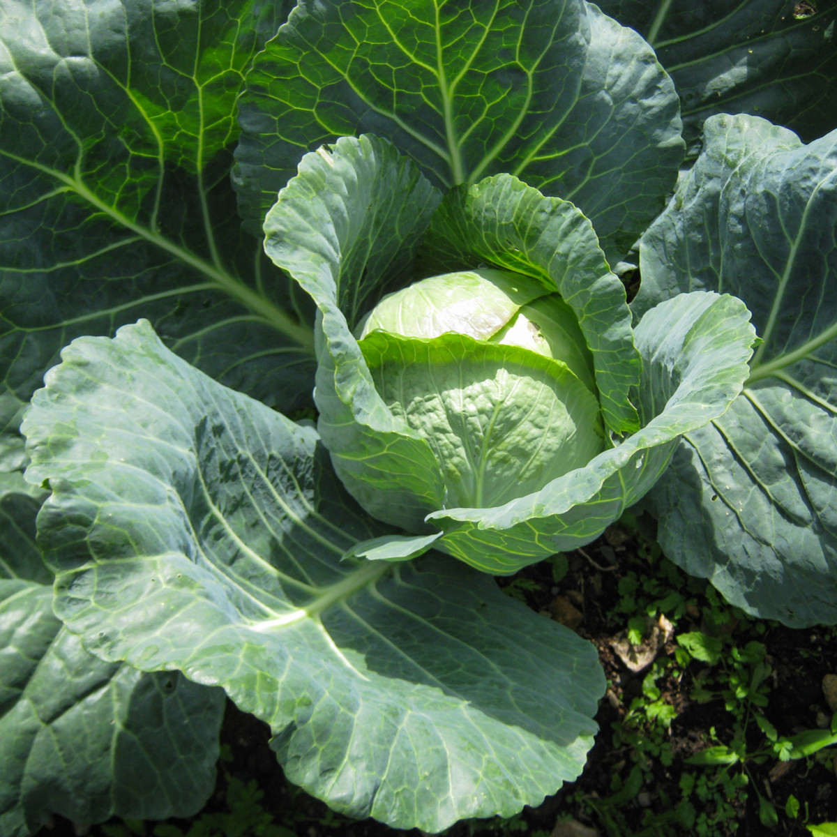 Zelí hlávkové pozdní Holt - Brassica oleracea - semena zelí - 200 ks