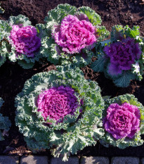 Okrasné zelí růžové Nagoya F1 - Brassica oleracea - semena okrasného zelí - 20 ks