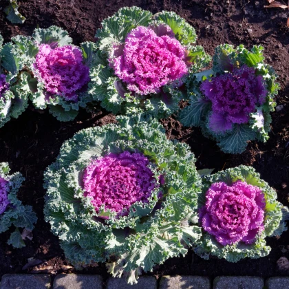 Okrasné zelí růžové Nagoya F1 - Brassica oleracea - semena okrasného zelí - 20 ks