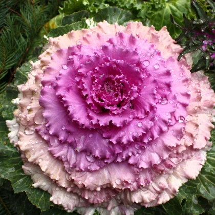 Okrasné zelí Pigeon Victoria F1 - Brassica oleracea - semena okrasného zelí - 20 ks