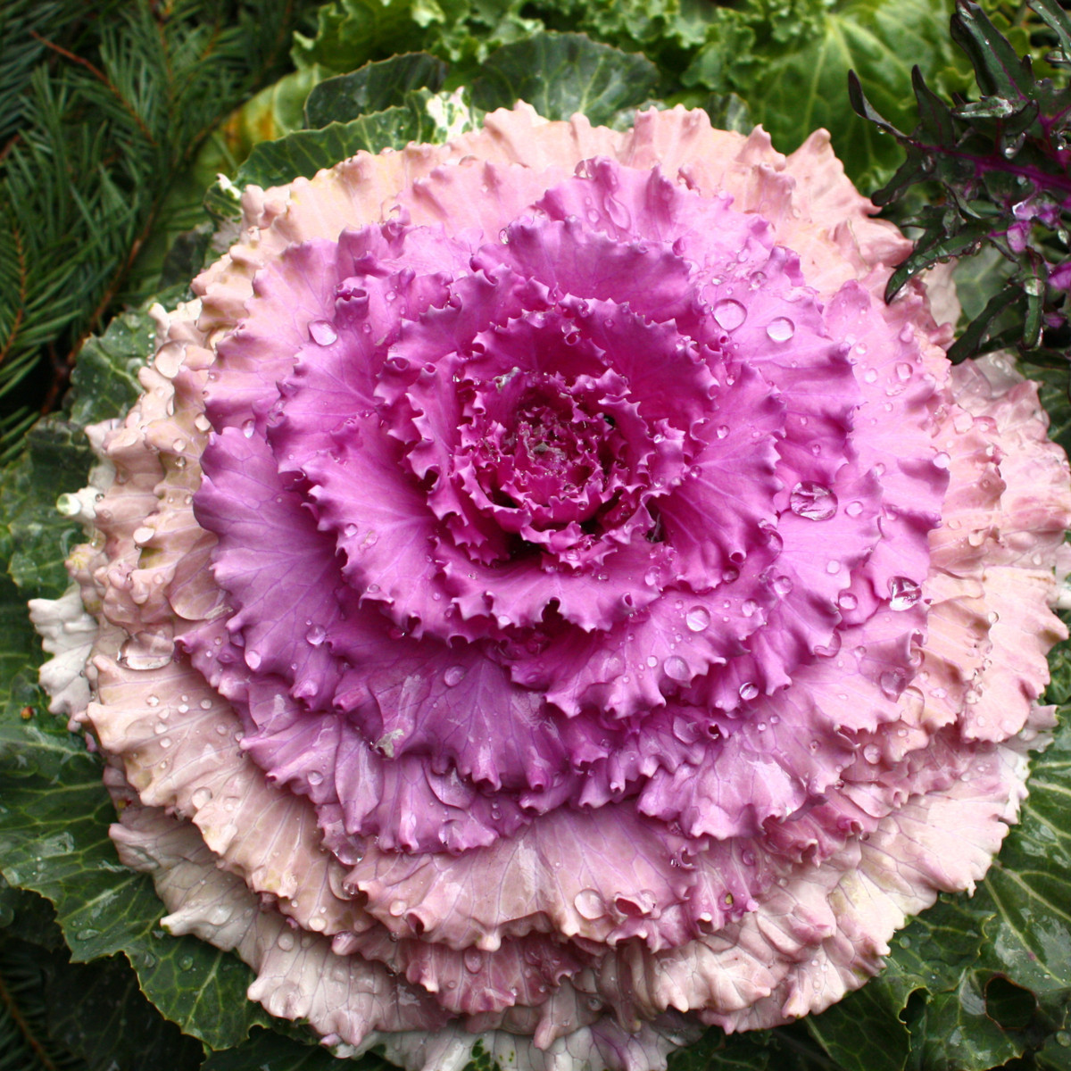 Okrasné zelí Pigeon Victoria F1 - Brassica oleracea - semena okrasného zelí - 20 ks