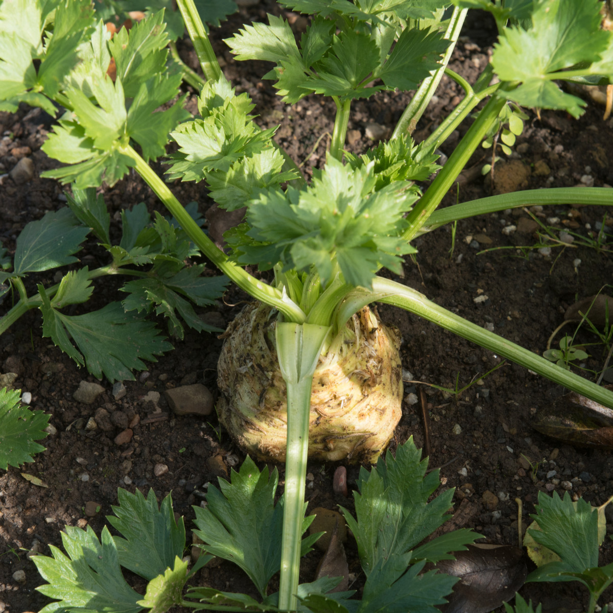 Celer bulvový Maxim - Apium graveolens - semena celeru -300 ks