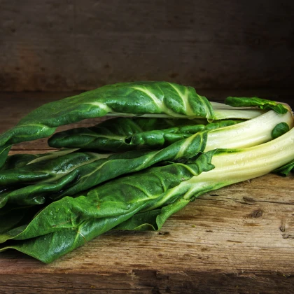 Mangold Lucullus - Beta vulgaris - semena mangoldu - 100 ks