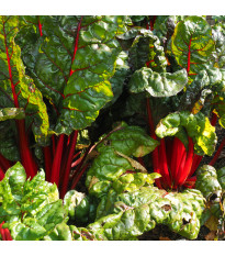 Mangold řapíkatý červený - Beta vulgaris - semena mangoldu - 50 ks
