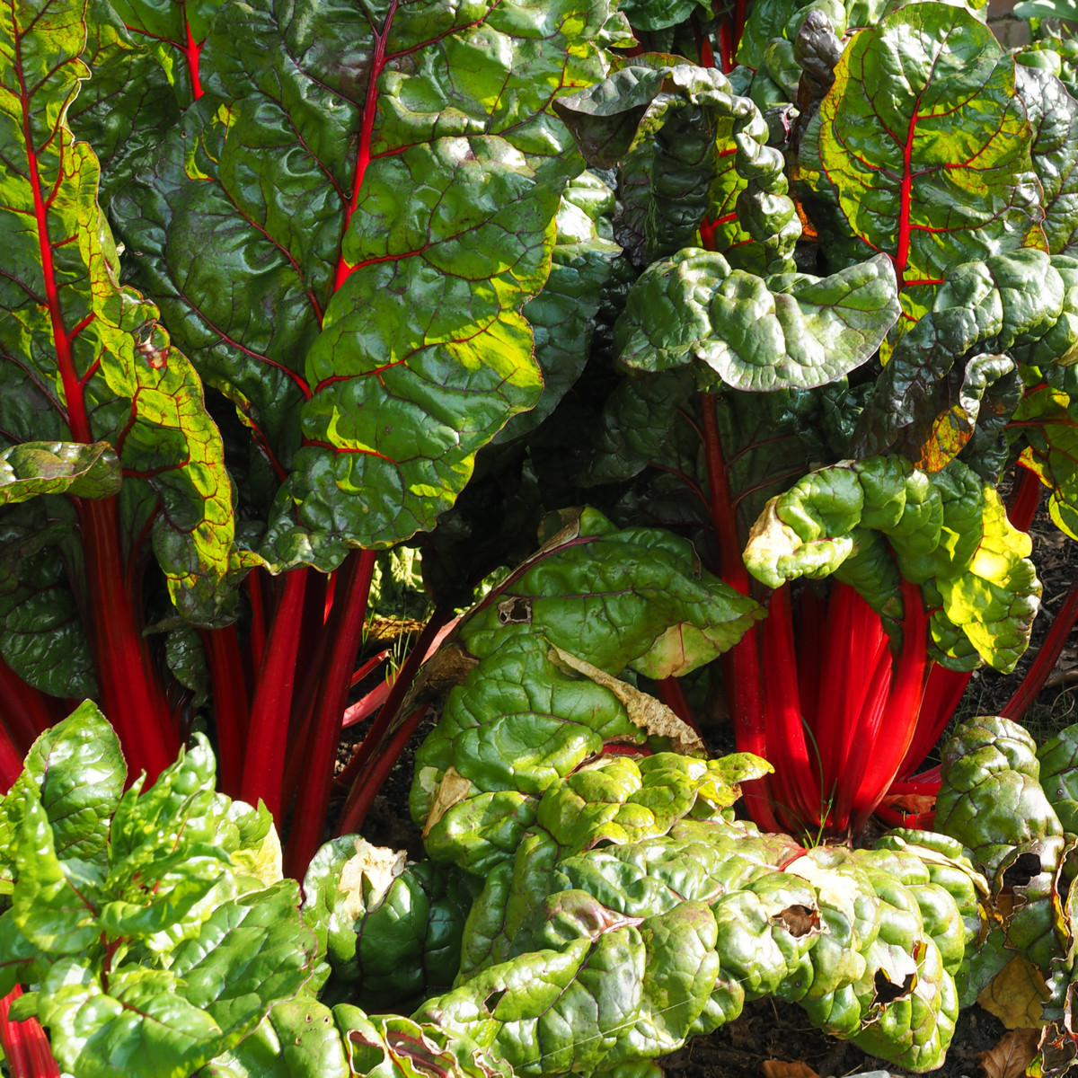 Mangold řapíkatý červený - Beta vulgaris - semena mangoldu - 50 ks