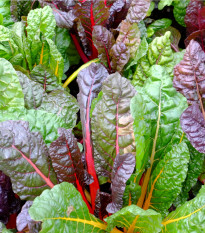 Mangold duhový - Beta vulgaris - semena mangoldu - 25 ks