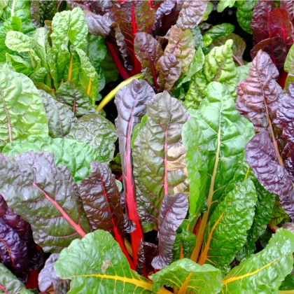 Mangold duhový - Beta vulgaris - semena mangoldu - 25 ks