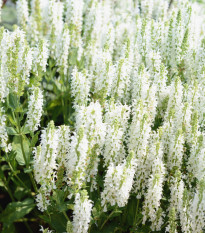 Šalvěj Victoria White - Salvia farinacea - semena šalvěje - 12 ks