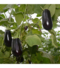 Lilek vejcoplodý Black Beauty - Solanum melongena - semena lilku - 60 ks
