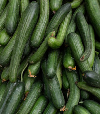 BIO Okurka hadovka Paska F1 - Cucumis sativus - bio semena okurek - 4 ks