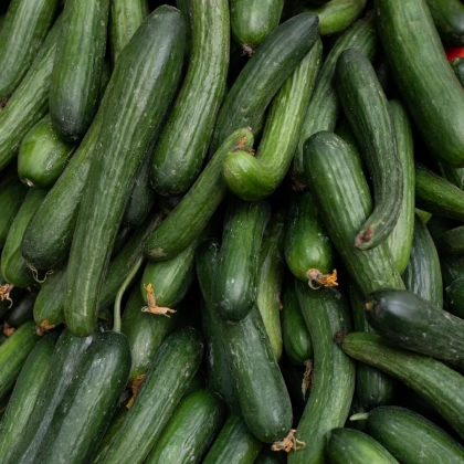BIO Okurka hadovka Paska F1 - Cucumis sativus - bio semena okurek - 4 ks