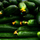 BIO Okurka salátová Flamingo F1 - Cucumis sativus - bio semena okurky - 4 ks