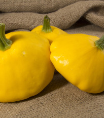 Patizon Golden Marbre - Cucurbita pepo - semena patizonu - 5 ks