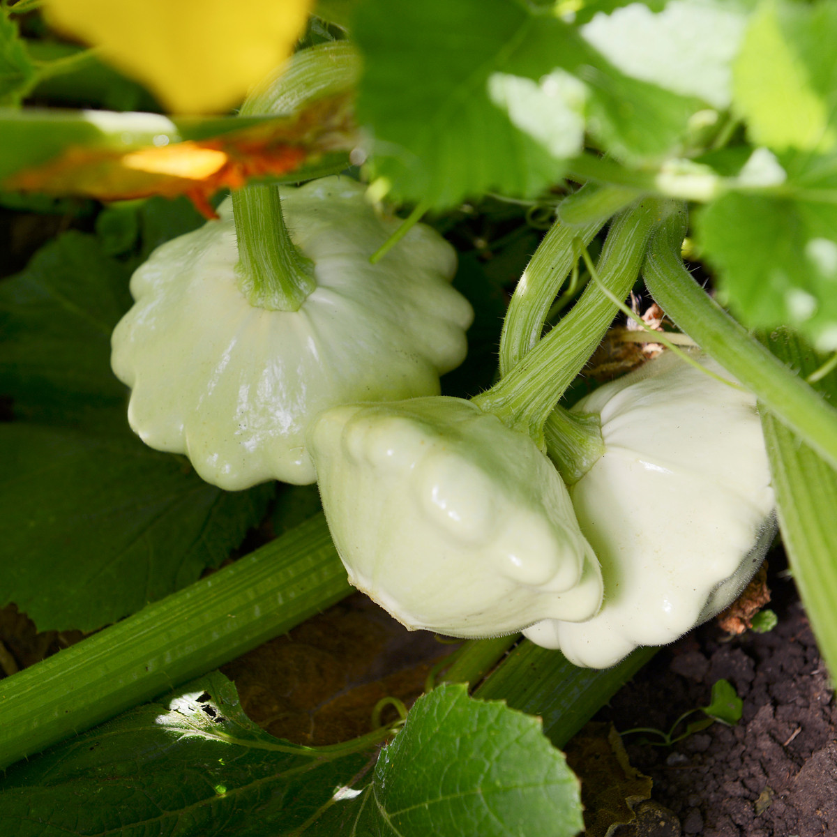 Patizon Custard White - Cucurbita pepo - semena patizonu - 5 ks