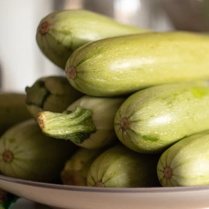 Cuketa Lungo Bianco - Cucurbita pepo - semena cukety - 6 ks