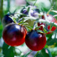 Rajče Black Cherry - Solanum lycopersicum - semena rajčete - 6 ks