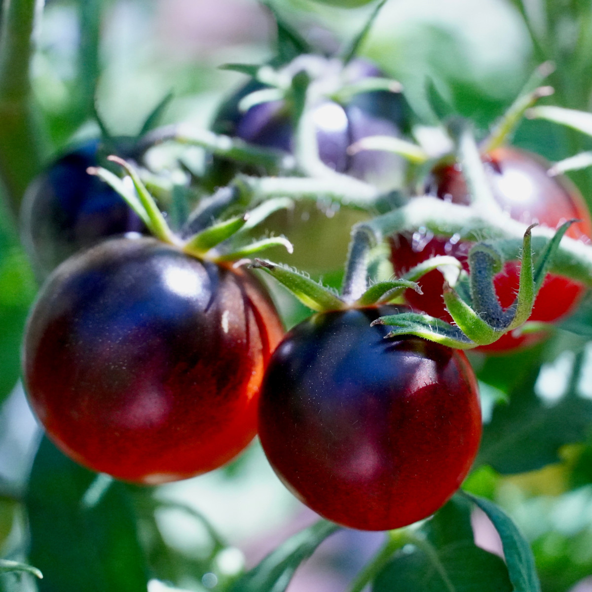 Rajče Black Cherry - Solanum lycopersicum - semena rajčete - 6 ks