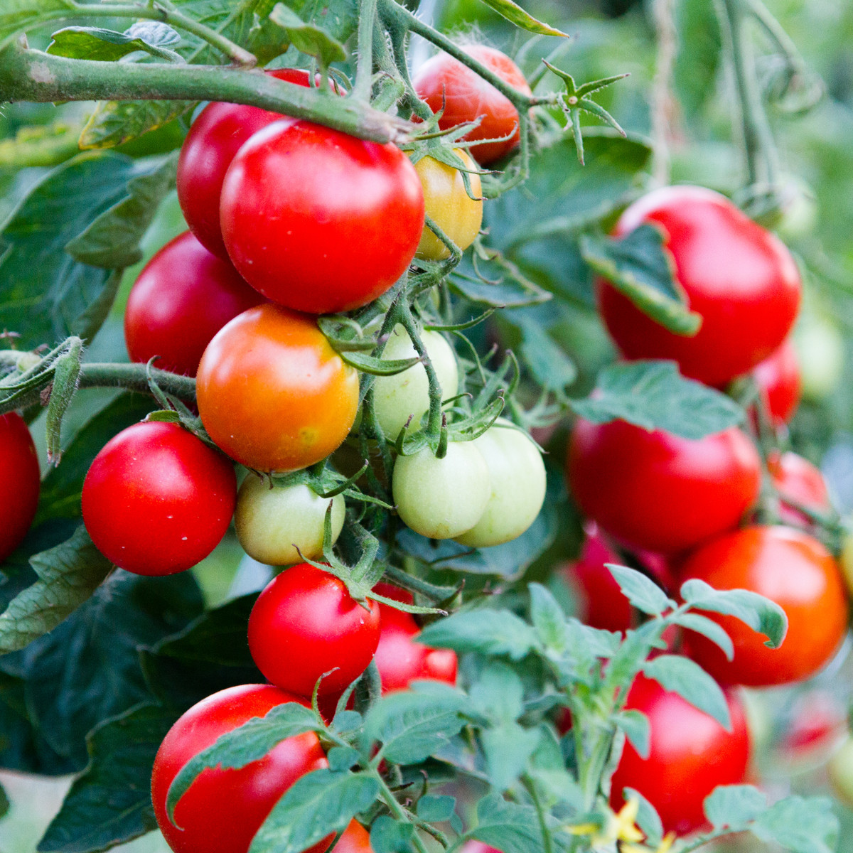 Rajče balkónové Balkonstar - Solanum lycopersicum - semena rajčete - 10 ks