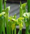 Špirlice náhorní - Sarracenia oreophila  semena - 12 ks