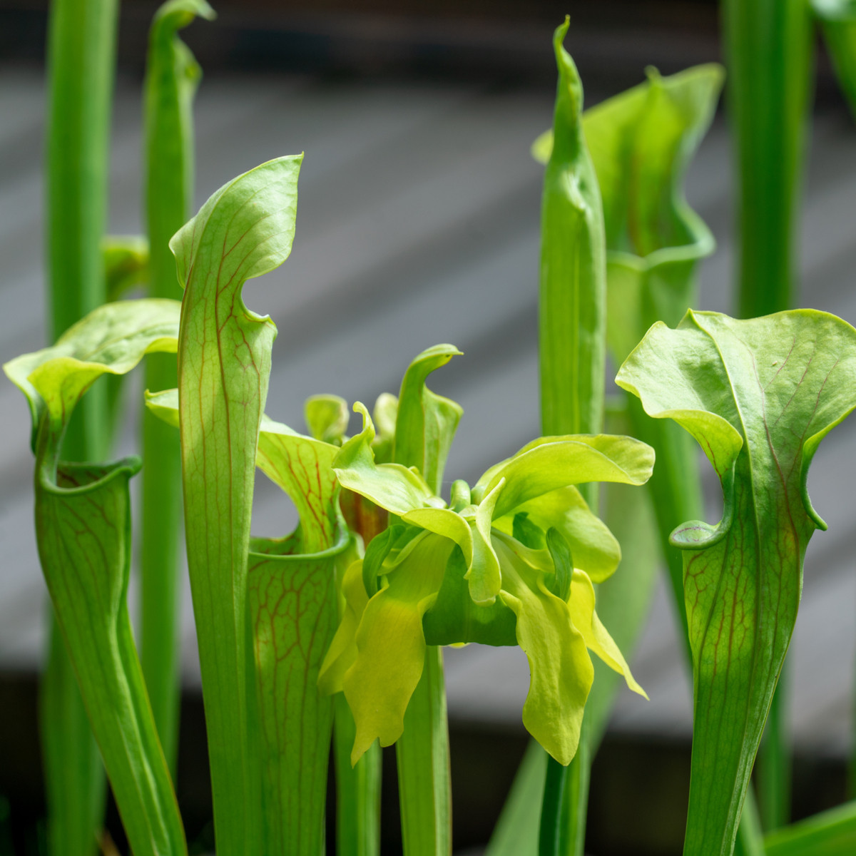 Špirlice náhorní - Sarracenia oreophila  semena - 12 ks