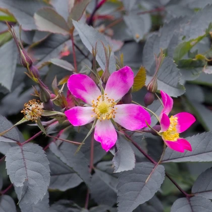 Růže sivá - Rosa glauca - semena růže - 5 ks
