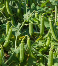 BIO Hrách cukrový Norli - Pisum sativum - bio semena hrachu - 75 ks