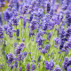 BIO Levandule lékařská - Lavandula officinalis - bio semena levandule - 50 ks