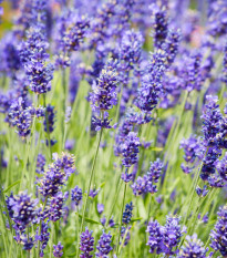 BIO Levandule lékařská - Lavandula officinalis - bio semena levandule - 50 ks