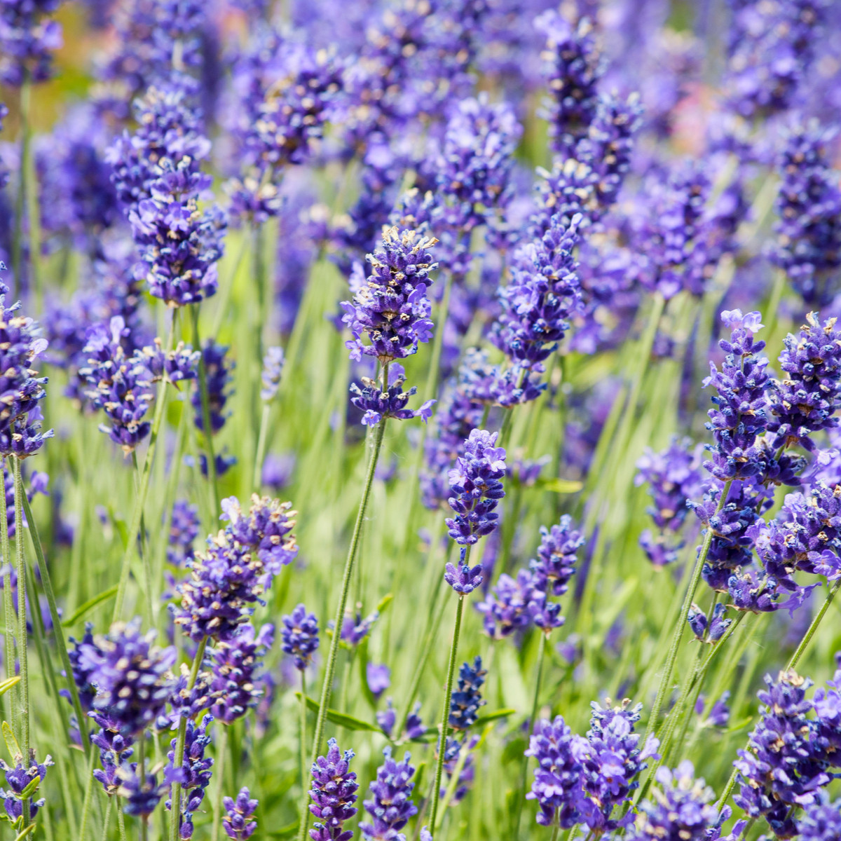 BIO Levandule lékařská - Lavandula officinalis - bio semena levandule - 50 ks